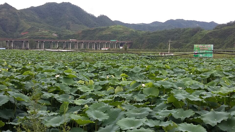 QQ图片20160726174257.jpg